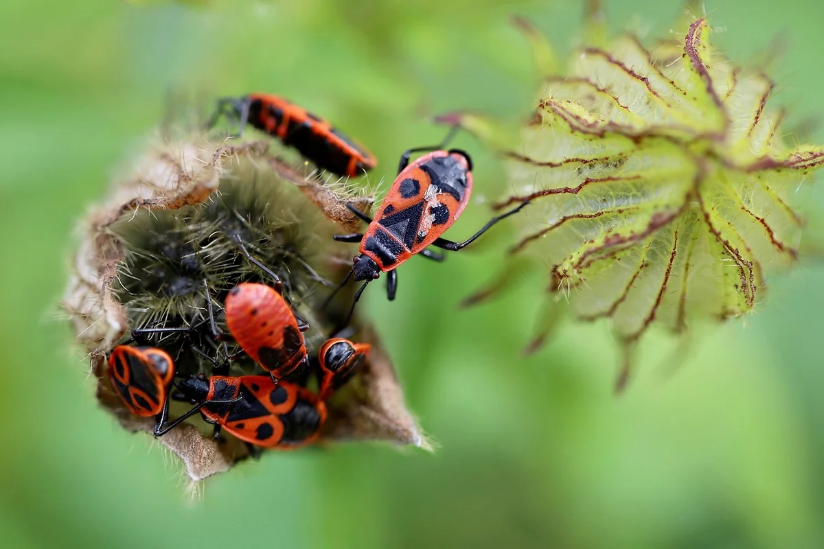 Erreurs courantes et bugs en 2026